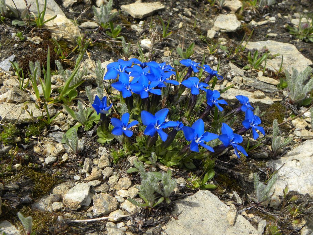 quale gentiana?